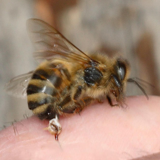 Biene sticht und verliert den Stechapparat
